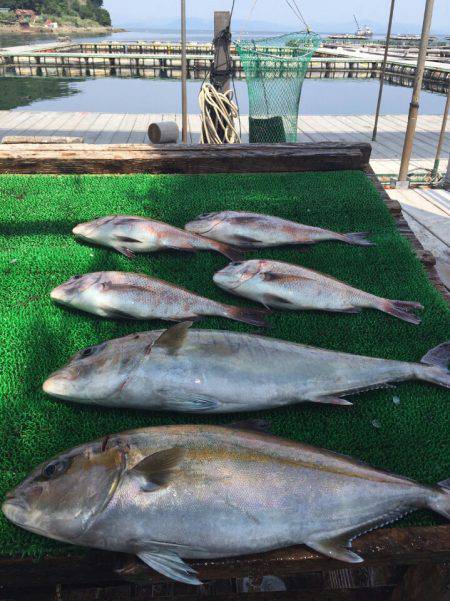 海の釣堀 海恵 釣果