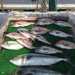 海の釣堀 海恵 釣果