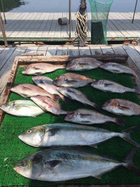 海の釣堀 海恵 釣果