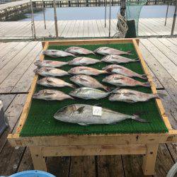 海の釣堀 海恵 釣果