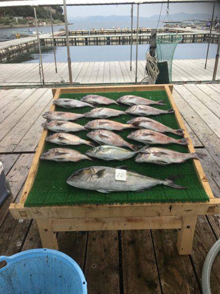 海の釣堀 海恵 釣果