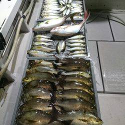 エンペラー 釣果