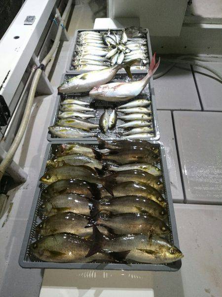 エンペラー 釣果