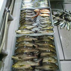 エンペラー 釣果