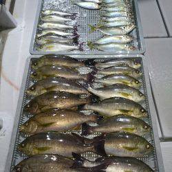 エンペラー 釣果