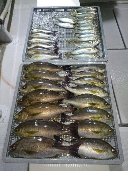 エンペラー 釣果