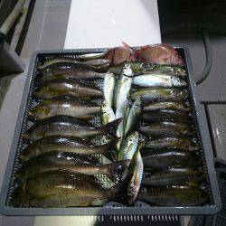 エンペラー 釣果