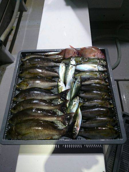 エンペラー 釣果