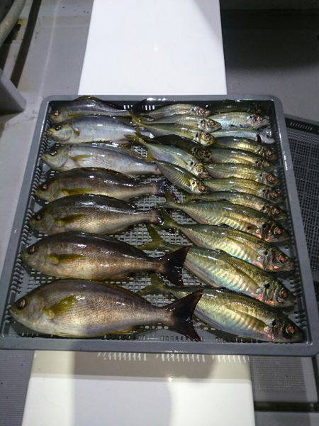 エンペラー 釣果