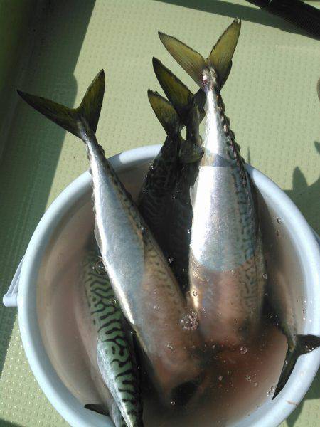 天祐丸 釣果