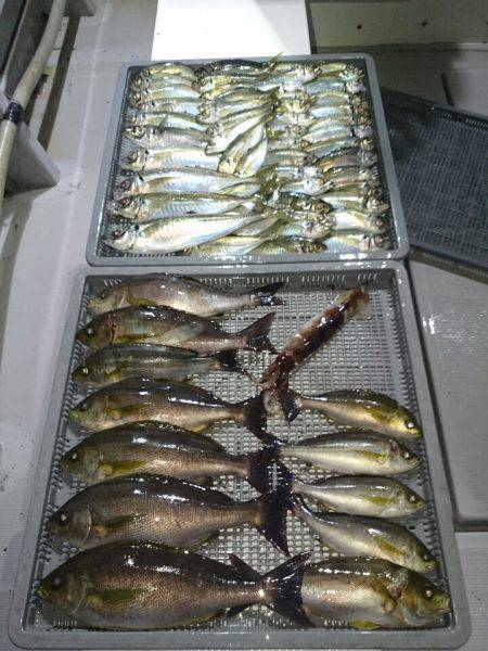 エンペラー 釣果