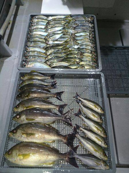 エンペラー 釣果