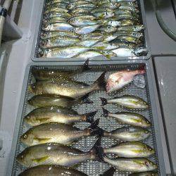 エンペラー 釣果