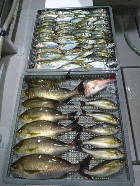 エンペラー 釣果