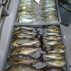 エンペラー 釣果