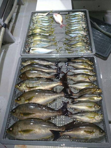 エンペラー 釣果