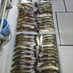 エンペラー 釣果