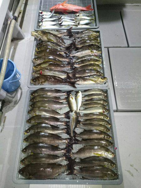 エンペラー 釣果