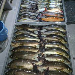 エンペラー 釣果