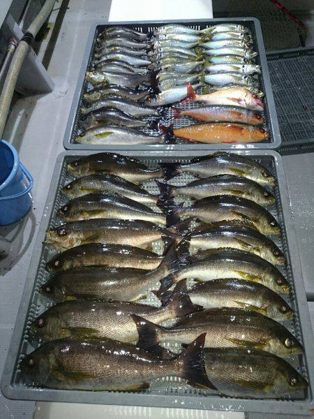 エンペラー 釣果