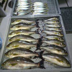 エンペラー 釣果