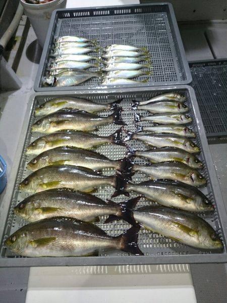 エンペラー 釣果