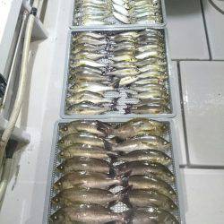 エンペラー 釣果