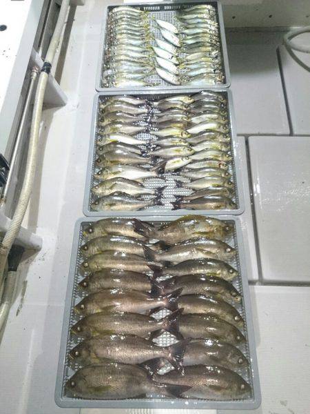 エンペラー 釣果