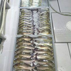 エンペラー 釣果