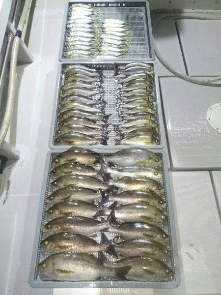 エンペラー 釣果