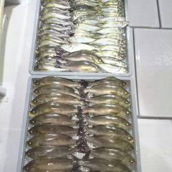 エンペラー 釣果