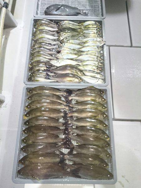 エンペラー 釣果