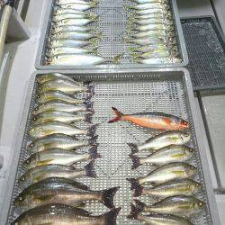 エンペラー 釣果