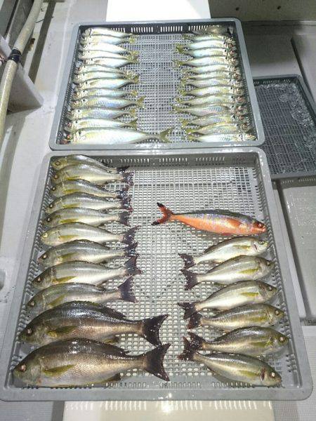 エンペラー 釣果