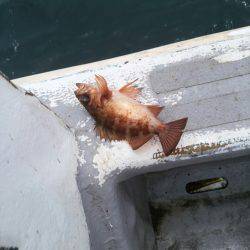 ありもと丸 釣果