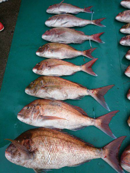 まるいち丸 ZERO-1 釣果