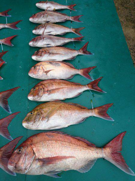 まるいち丸 ZERO-1 釣果