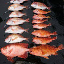 まるいち丸 ZERO-1 釣果