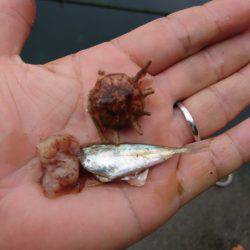 まるいち丸 ZERO-1 釣果