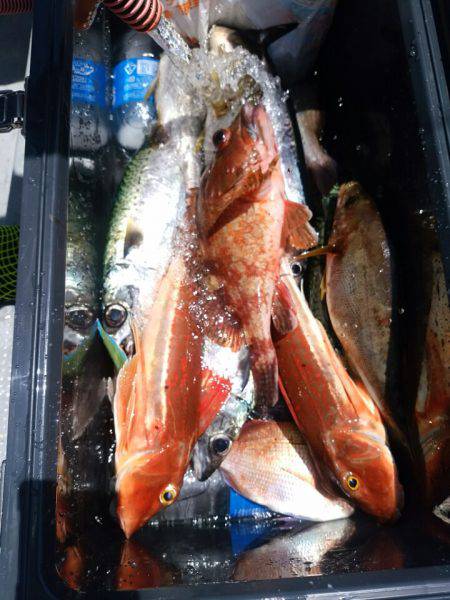 ありもと丸 釣果