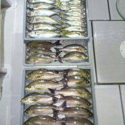 エンペラー 釣果