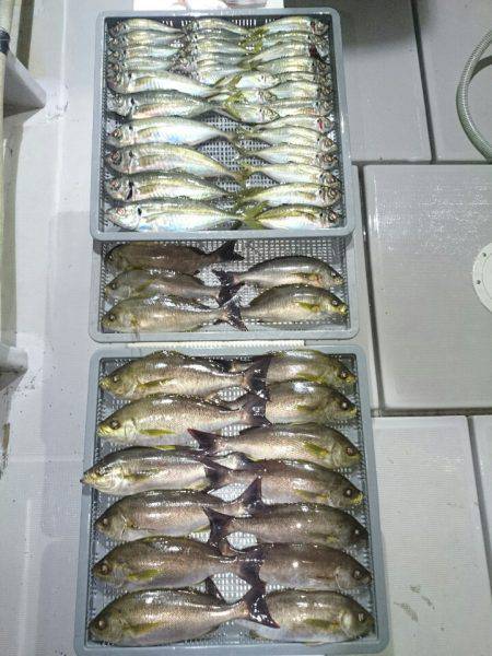 エンペラー 釣果