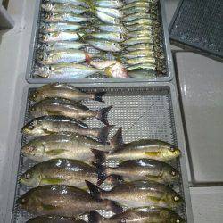 エンペラー 釣果