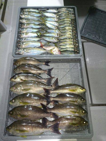 エンペラー 釣果