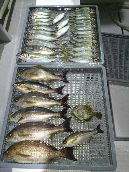 エンペラー 釣果