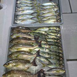 エンペラー 釣果