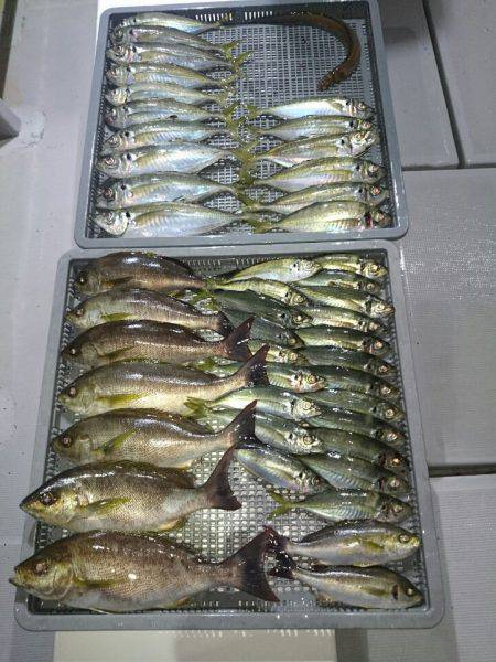 エンペラー 釣果