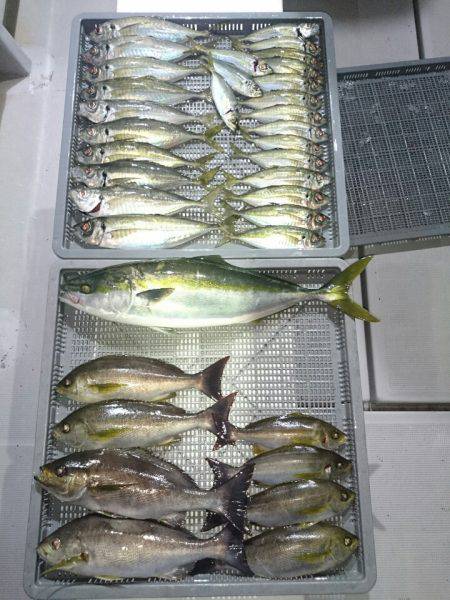 エンペラー 釣果