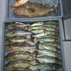 エンペラー 釣果