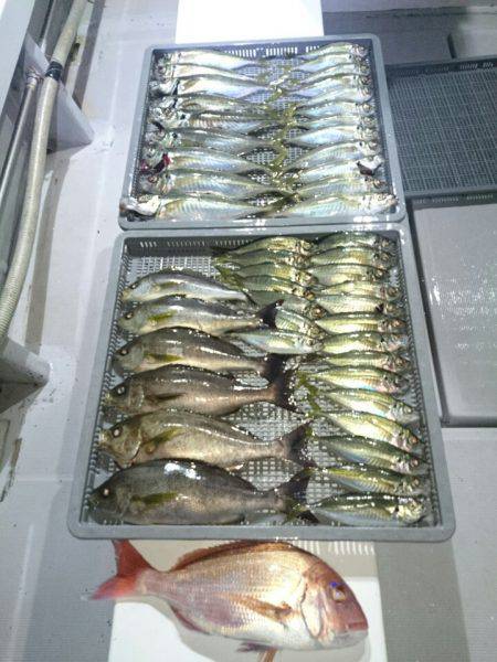 エンペラー 釣果